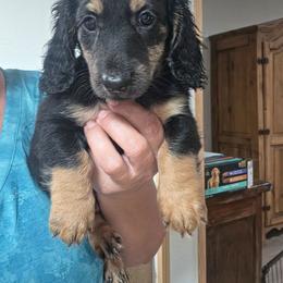 Hoyt - Black and cream male Dachshund puppy in El Paso, Texas from Mells Weenies