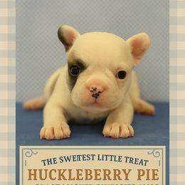 Huckleberry Pie - male French Bulldog puppy in Utah from HM Kennels