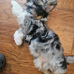 Assorted Doodle Crosses, Aussiedoodle, Australian Shepherd, Long Haired Weimaraner, Shihpoo, and Shih Tzu Puppies from Rockiń N Kennel