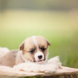 Pink Collar - Female - Dolly - Sable female Pembroke Welsh Corgi puppy in Waverly Hall, Georgia from 6g Ranch Corgis