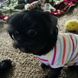 Grey Grey - Shih Tzu