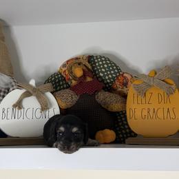Dachshund Puppies from Teenie Bikini Weenies