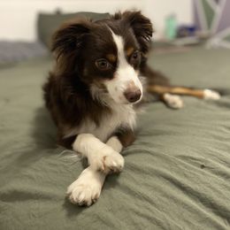 Benny - Miniature Australian Shepherd