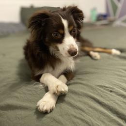 Benny - Miniature Australian Shepherd