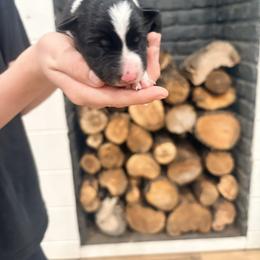 Neytiri - Black and white female Border Collie puppy in Taylor, Arizona from Vowell Farm Border Collies