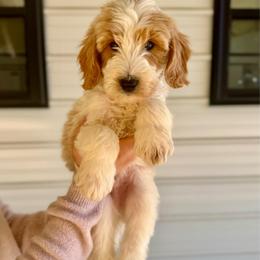 Cookie Dough - Parti male Goldendoodle puppy in Kenansville, North Carolina from J+A Family Doodles