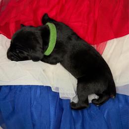 Sam - Black male German Shorthaired Pointer puppy in Edenton, North Carolina from Bockelman GSP’s