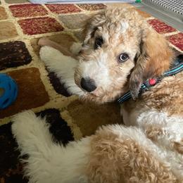 Finn - Tri-color male Bernedoodle puppy in Battle Creek, Michigan from T-Rose’s Bernedoodle & Pomsky Puppies
