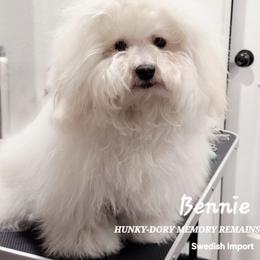 Bolognese, Mudi, and Toy Fox Terrier All Grown Up from JANUS SHOW DOGS