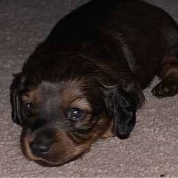Dachshund Puppies from Cogsworth Cromwell Dachshunds of South West Michigan