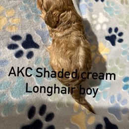 Akc Cosmo - Cream male Dachshund puppy in Whitesboro, Texas from Joanie's Tickled Pink Puppies