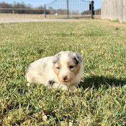 Relish (lavender collar) - Blue merle male Australian Shepherd puppy in Ashland, Ohio from SS Australian Shepherds