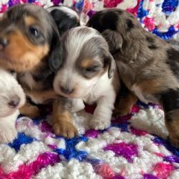 Dachshund Puppies from LPS weenies
