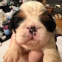 Trusty - Black white and tan male English Toy Spaniel puppy in Pennsylvania from Enchanting Charlies