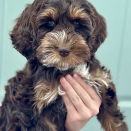 Australian Labradoodle Puppies from Grand Peaks Labradoodles