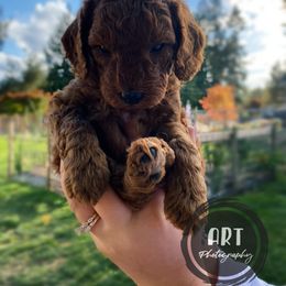 Goldendoodle Puppies from BasilBella’s Doodles