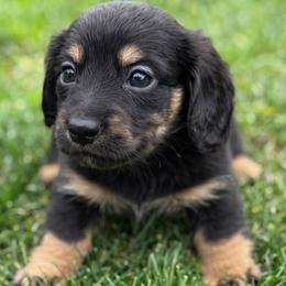 Spruce - Black and cream male Dachshund puppy in Salem, Oregon from Longdox Mini Dachshunds