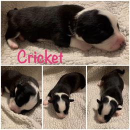 Cricket - Black and white female Cardigan Welsh Corgi puppy in Box Elder, South Dakota from BELieve Cardigan Welsh Corgis