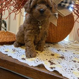 Cavapoo and Goldendoodle Puppies from Magnolia Prairie Doodles