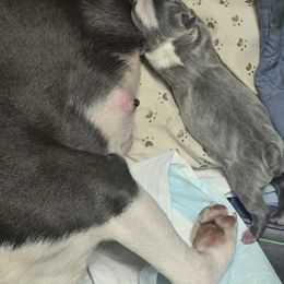 Boston Terrier Puppies from Aronow pups