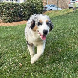 Ellie - Blue merle female Australian Shepherd puppy in Charlotte, North Carolina from Good Karma Aussies