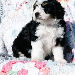 Bernedoodle and Schnoodle Puppies from Grand Lake Poodles & Doodles