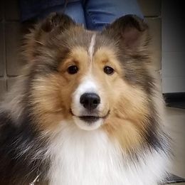 Kai - Shetland Sheepdog
