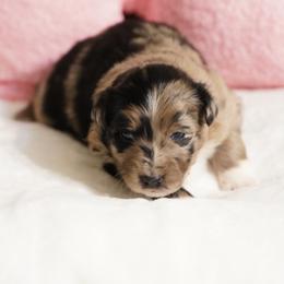 Frosty - Blue merle female Australian Shepherd puppy in Kokomo, Indiana from North Central Aussies