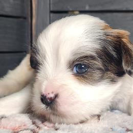 Nick - Parti male Lhasa Apso puppy in Jefferson, New York from Absolute Lhasa Love