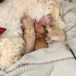 Maltipoo, Poodle, and Shihpoo Puppies from Doodle Lane - Toy Doodles Alabama