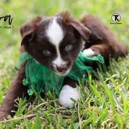 Australian Shepherd, Miniature American Shepherd, Miniature Australian Shepherd, and Toy Australian Shepherd Puppies from TK Standard, Mini, & Toy Aussies