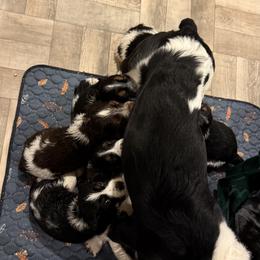 English Springer Spaniel Puppies from Stormin Pine and Prairie Springers
