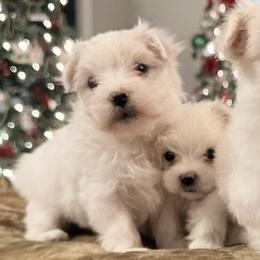 Maltese from Ainsley’s Boujee Babies