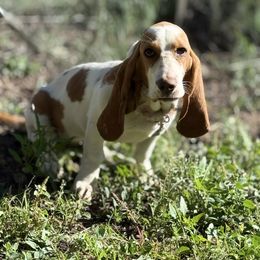 Winnie - Basset Hound