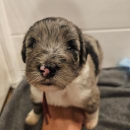 Maroon - Merle female Bernedoodle puppy in Shelby, North Carolina from Forever Grateful Doodles