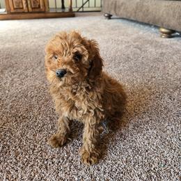 Pekingese, Poodle, and Shih Tzu Puppies from Happy puppies