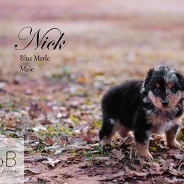 Australian Shepherd puppies from DNA 16B Aussie Farms