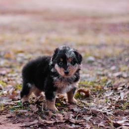 Australian Shepherd puppies from DNA 16B Aussie Farms