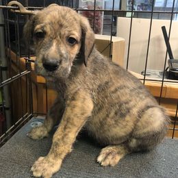 Assorted Doodle Crosses Puppies from Oodles of Kisses' Great DaNoodles