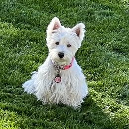 Indi - West Highland White Terrier