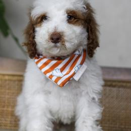 Sneezy - Parti male Goldendoodle puppy in Warsaw, Ohio from Lovabledoodles