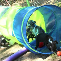 Boston Terrier and Italian Greyhound Puppies from 4Ever Boston Terriers & Italian Greyhounds