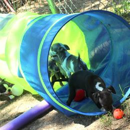 Boston Terrier and Italian Greyhound Puppies from 4Ever Boston Terriers & Italian Greyhounds