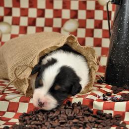 Australian Shepherd Puppies from Dovehawk Australian Shepherds