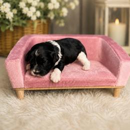 Jessie - Black and white female Cavapoo puppy in Thorndale, Texas from Hattie’s Texas Cavapoos