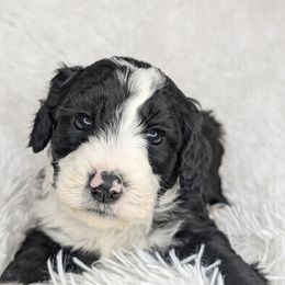 Aussiedoodle, Bernedoodle, Cavapoo, Goldendoodle, Poodle, and Sheepadoodle Puppies from Southern Utah Doodles & Poodles