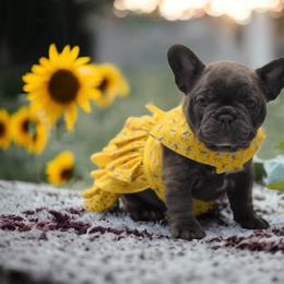 French Bulldog Puppies from Bullish Pride