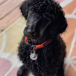 Poodle Puppies from Stunningly Sweet Standards