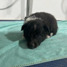 Teal - Black and white female Shetland Sheepdog puppy in Fontanelle, Iowa from Jensen Farms Shelties