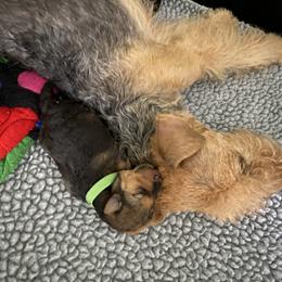 Lakeland Terrier Puppies from Cirnef Lakelands